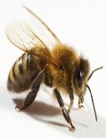 Изображение выглядит как пчела, беспозвоночный, насекомое, Мембранокрылое насекомое

Автоматически созданное описание